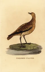 Kulík evropský, Pluvialis apricaria