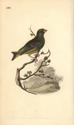 Zeleník evropský, Carduelis chloris. Ručně kolorovaný mědiryt nakreslený a rytý Edwardem Donovanem z jeho vlastní „Přírodopisné historie britských ptáků“, Londýn