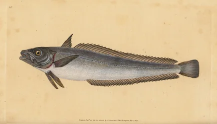 Štikozubec evropský, Merluccius merluccius (Hake, Gadus merluccius). Ručně kolorovaný mědiryt nakreslený a rytý Edwardem Donovanem z jeho Natural History of British Fishes, Donovan a F.C. a J. Rivington, Londýn