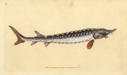 evropský nebo jeseter obecný. Kriticky ohrožený. Ručně kolorovaný mědiryt nakreslený a rytý Edwardem Donovanem z jeho Natural History of British Fishes, Donovan a F.C. a J. Rivington, Londýn