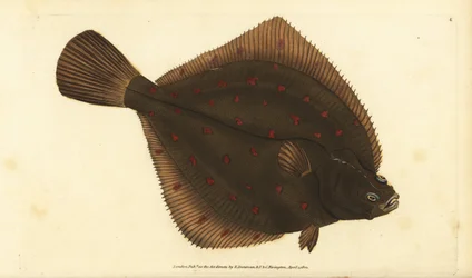 Evropská pleuronectes platessa. Ručně kolorovaný mědiryt nakreslený a rytý Edwardem Donovanem z jeho Natural History of British Fishes, Donovan a F.C. a J. Rivington, Londýn