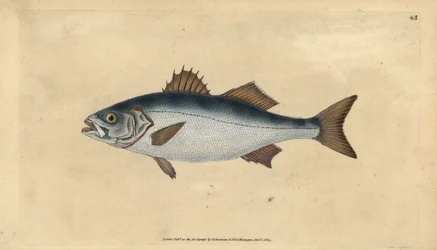 Mořák evropský, Dicentrarchus labrax (Basse, Perca labrax). Ručně kolorovaný mědiryt nakreslený a rytý Edwardem Donovanem z jeho Natural History of British Fishes, Donovan a F.C. a J. Rivington, Londýn
