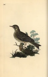 Skřivan polní, Alauda minor (nebo linduška lesní, Anthus trivialis?). Ručně kolorovaná mědirytina, kterou nakreslil a vyryl Edward Donovan podle své vlastní "Natural History of British Birds", Londýn.