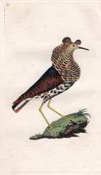Bojovník se liší. Philomachus pugnax (Tringa pugnax). Mědirytina Edwarda Donovana (1768-1837), publikovaná v Natural History of British Birds, Londýn