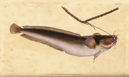 Houpací pětivous, Ciliata mustela (treska pětivousá, Gadus mustela). Ručně kolorovaný mědiryt nakreslený a rytý Edwardem Donovanem z jeho Natural History of British Fishes, Donovan a F.C. a J. Rivington, Londýn