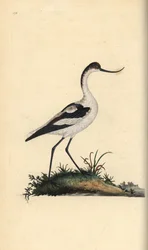 Avocet nožní, Recurvirostra avocetta. Ručně kolorovaný mědiryt nakreslený a rytý Edwardem Donovanem z jeho vlastní „Přírodopisné historie britských ptáků“, Londýn