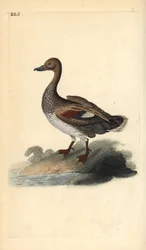 Gadwall (samec), Anas strepera. Ručně kolorovaný mědiryt nakreslený a rytý Edwardem Donovanem z jeho vlastní „Přírodopisné historie britských ptáků“, Londýn