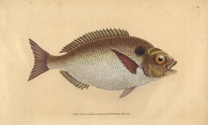 Pražma pozlacená nebo prasnička prasnička, Sparus aurata. Ručně kolorovaný mědiryt nakreslený a rytý Edwardem Donovanem z jeho Natural History of British Fishes, Donovan a F.C. a J. Rivington, Londýn