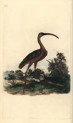Ibis lesklý, Plegadis falcinellus. Ručně kolorovaný mědiryt nakreslený a rytý Edwardem Donovanem z jeho vlastní „Přírodopisné historie britských ptáků“, Londýn