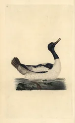 Goosander, Mergus merganser. Ručně kolorovaný mědiryt nakreslený a rytý Edwardem Donovanem z jeho vlastní „Přírodopisné historie britských ptáků“, Londýn