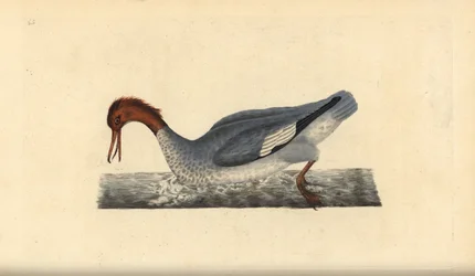 Goosander, Mergus merganser, samice. Ručně kolorovaný mědiryt nakreslený a rytý Edwardem Donovanem z jeho vlastní „Přírodopisné historie britských ptáků“, Londýn