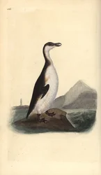 Alka velká, Pinguinus impennis, vyhubená sběrateli vajec v roce 1844. Ručně kolorovaný mědiryt, nakreslený a vyrytý Edwardem Donovanem z jeho vlastní knihy „Natural History of British Birds“, Londýn