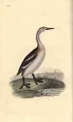 Potápka velká, Podiceps cristatus. Ručně kolorovaný mědiryt nakreslený a rytý Edwardem Donovanem z jeho vlastní „Přírodopisné historie britských ptáků“, Londýn