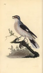 Ťuhýk šedý (samice), Lanius excubitor. Ručně kolorovaná mědirytina, kterou nakreslil a vyryl Edward Donovan podle své vlastní "Natural History of British Birds", Londýn.