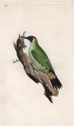 Datel zelený. Picus viridis. Mědirytina Edwarda Donovana (1768-1837), publikovaná v Natural History of British Birds, Londýn