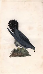 Grey ahoj. Cuculus canorus. Mědirytina Edwarda Donovana (1768-1837), publikovaná v Natural History of British Birds, Londýn