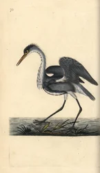 Volavka popelavá, Ardea cinerea. Ručně kolorovaný mědiryt nakreslený a rytý Edwardem Donovanem z jeho vlastní „Přírodopisné historie britských ptáků“, Londýn