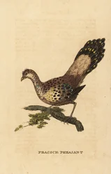Bažant paví šedý, Polyplectron bicalcaratum