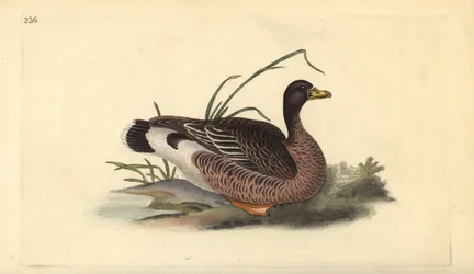 Husa šedá, Anser anser. Ručně kolorovaný mědiryt nakreslený a rytý Edwardem Donovanem z jeho vlastní „Přírodopisné historie britských ptáků“, Londýn