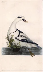 Harle pěšáci. Mergus albellus. Mědirytina Edwarda Donovana (1768-1837), publikovaná v Natural History of British Birds, Londýn