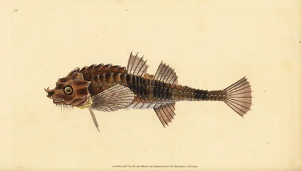 Hooknos, Agonus cataphractus (Pogge nebo ozbrojený býčí hlava, Cottus cataphractus). Ručně kolorovaný mědiryt nakreslený a rytý Edwardem Donovanem z jeho Natural History of British Fishes, Donovan a F.C. a J. Rivington, Londýn