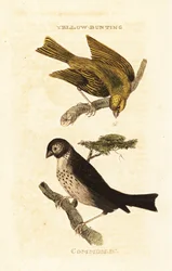 Strnad japonský žlutý, Emberiza sulphurata a strnad kukuřičný, Emberiza calandra