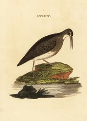 Písek nejmenší, Calidris minutilla