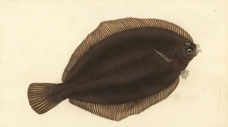 Citronový jazyk, Microstomus kitt (malá hlava nebo skvrna, Pleuronectes microcephalus). Ručně kolorovaný mědiryt nakreslený a rytý Edwardem Donovanem z jeho Natural History of British Fishes, Donovan a F.C. a J. Rivington, Londýn