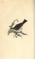 Malý pettychaps, hippolay motacilla. Ručně kolorovaná mědirytina, kterou nakreslil a vyryl Edward Donovan podle své vlastní "Natural History of British Birds", Londýn.