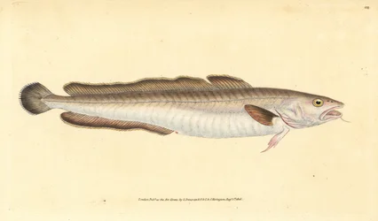 Mník mořský, Molva molva (Gadus molva). Ručně kolorovaná mědirytina nakreslená a vyrytá Edwardem Donovanem z knihy Natural History of British Fishes, Donovan and F.C. and J. Rivington, London.