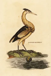 Malý hořčák, Ixobrychus minutus