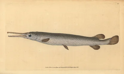 Gar dlouhonosý, Lepisosteus osseus (ryba Osseus gar, Esox osseus). Ručně kolorovaný mědiryt nakreslený a rytý Edwardem Donovanem z jeho Natural History of British Fishes, Donovan a F.C. a J. Rivington, Londýn