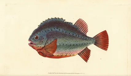 Lumsucker nebo hrudkovec, Cyclopterus lumpus. Ručně kolorovaný mědiryt nakreslený a rytý Edwardem Donovanem z jeho Natural History of British Fishes, Donovan a F.C. a J. Rivington, Londýn