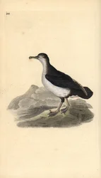 Shearwater manský, Puffinus puffinus. Ručně kolorovaný mědiryt nakreslený a rytý Edwardem Donovanem z jeho vlastní „Přírodopisné historie britských ptáků“, Londýn