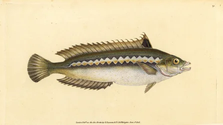 Středozemní pyskoun duhový, Coris julis (pyskoun proužkovaný, Labrus julis). Ručně kolorovaný mědiryt nakreslený a rytý Edwardem Donovanem z jeho Natural History of British Fishes, Donovan a F.C. a J. Rivington, Londýn