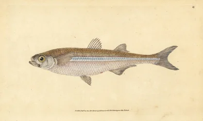Středozemní písek čichal nebo evropská atherine, Atherina hepsetus. Ručně kolorovaný mědiryt nakreslený a rytý Edwardem Donovanem z jeho Natural History of British Fishes, Donovan a F.C. a J. Rivington, Londýn