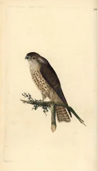 Merlin, Falco columbarius. Ručně kolorovaný mědiryt nakreslený a rytý Edwardem Donovanem z jeho vlastní „Přírodopisné historie britských ptáků“, Londýn