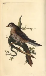 Drozd jmelí, Turdus viscivorus. Ručně kolorovaný mědiryt nakreslený a rytý Edwardem Donovanem z jeho vlastní „Přírodopisné historie britských ptáků“, Londýn