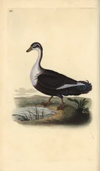 Kachna pižmová (varianta), Cairina moschata. Ručně kolorovaný mědiryt nakreslený a rytý Edwardem Donovanem z jeho vlastní „Přírodopisné historie britských ptáků“, Londýn