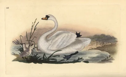 Labuť velká, Cygnus olor, s kuřaty. Ručně kolorovaný mědiryt nakreslený a rytý Edwardem Donovanem z jeho vlastní „Přírodopisné historie britských ptáků“, Londýn
