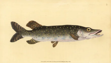 Štika severní, Esox lucius. Ručně kolorovaný mědiryt nakreslený a rytý Edwardem Donovanem z jeho Natural History of British Fishes, Donovan a F.C. a J. Rivington, Londýn