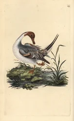 Pintail kachna, Anas acuta. Ručně kolorovaný mědiryt nakreslený a rytý Edwardem Donovanem z jeho vlastní „Přírodopisné historie britských ptáků“ (1794-1819). Edward Donovan (1768-1837) byl anglo-irský amatérský zoolog, spisovatel, umělec a rytec. On w