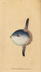 Měsícovka svítivá, Mola mola. Zranitelný druh. (Slunečnice, Tetrodon mola). Ručně kolorovaný mědiryt, nakreslil a vyryl Edward Donovan, z jeho Natural History of British Fishes, Donovan a F.C. a J. Rivington, Londýn
