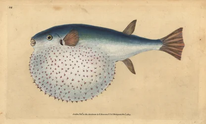 Oceánský puffer, Lagocephalus lagocephalus (ryba kulovitá, Tetrodon stellatus). Ručně kolorovaný mědiryt nakreslený a rytý Edwardem Donovanem z jeho Natural History of British Fishes, Donovan a F.C. a J. Rivington, Londýn