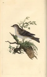 pěnice orfeova, Sylvia hydrtensis, nebo pěnice větší. Ručně kolorovaná mědirytina, kterou nakreslil a vyryl Edward Donovan podle své vlastní "Natural History of British Birds", Londýn.