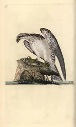 Osprey, Pandion haliaetus, stojící na ulovené rybě. Ručně kolorovaný mědiryt nakreslený a rytý Edwardem Donovanem z jeho vlastní „Přírodopisné historie britských ptáků“, Londýn
