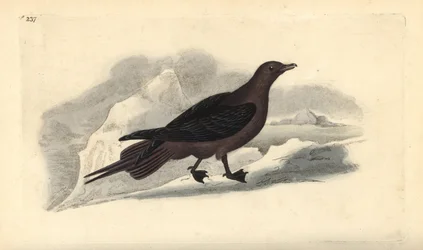 Parazitický Jaeger, Stercorarius parasiticus. Ručně kolorovaný mědiryt nakreslený a rytý Edwardem Donovanem z jeho vlastní „Přírodopisné historie britských ptáků“, Londýn