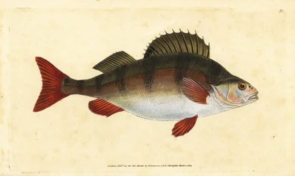 Okoun, Perca fluviatilis. Ručně kolorovaný mědiryt nakreslený a rytý Edwardem Donovanem z jeho Natural History of British Fishes, Donovan a F.C. a J. Rivington, Londýn