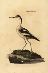 Avocet strakatý, Recurvirostra avocetta