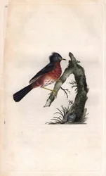 Pitchou warf. Sylvia undata (Sylvia dartfordiensis). Mědirytina Edwarda Donovana (1768-1837), publikovaná v Natural History of British Birds, Londýn